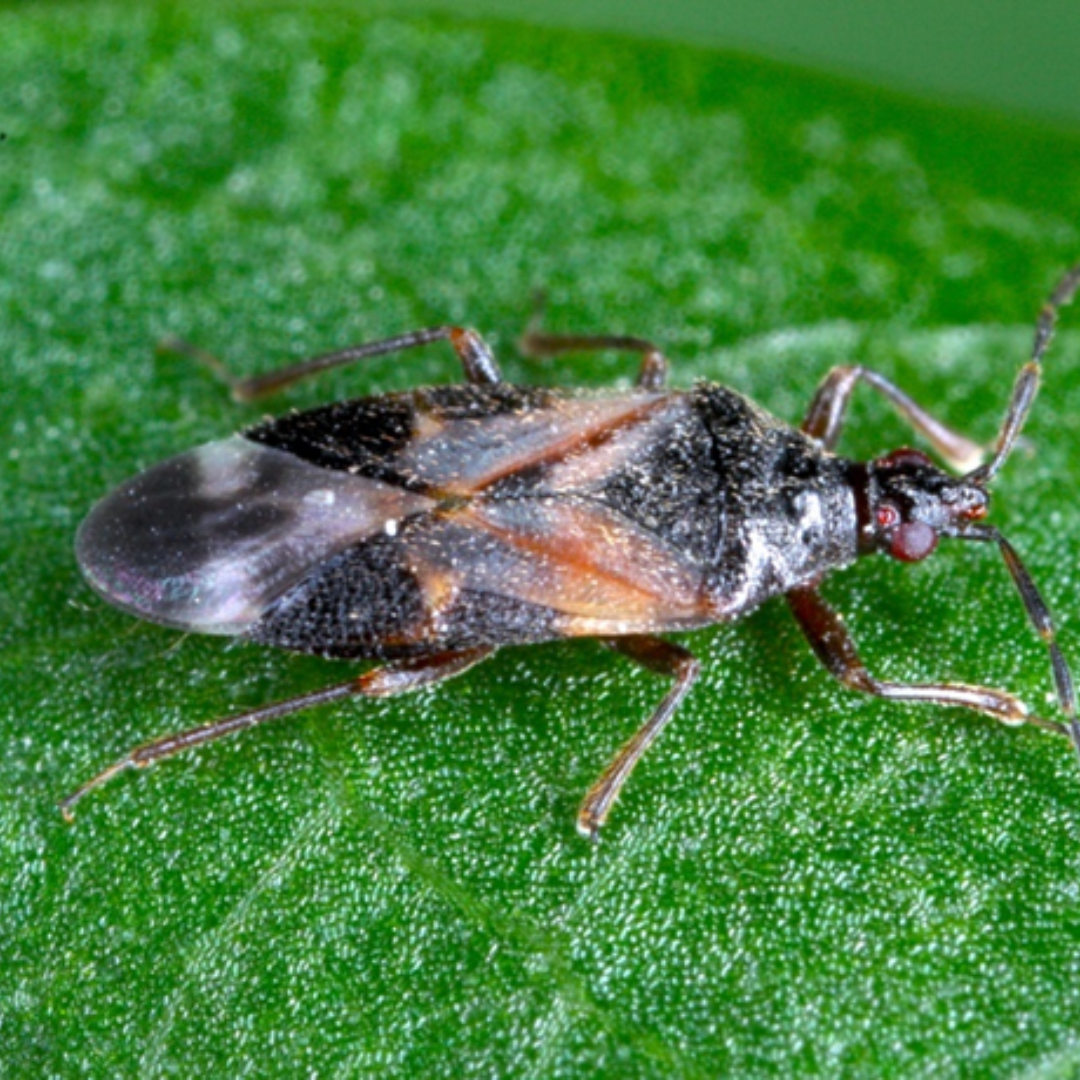 Anthocoris-nemoralis.png